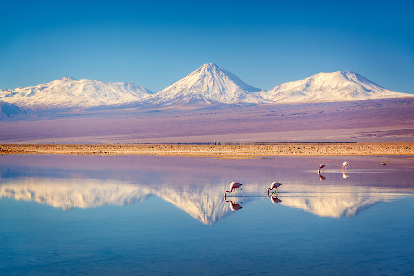 Flamingos im See mit Vulkan im Hintergrund